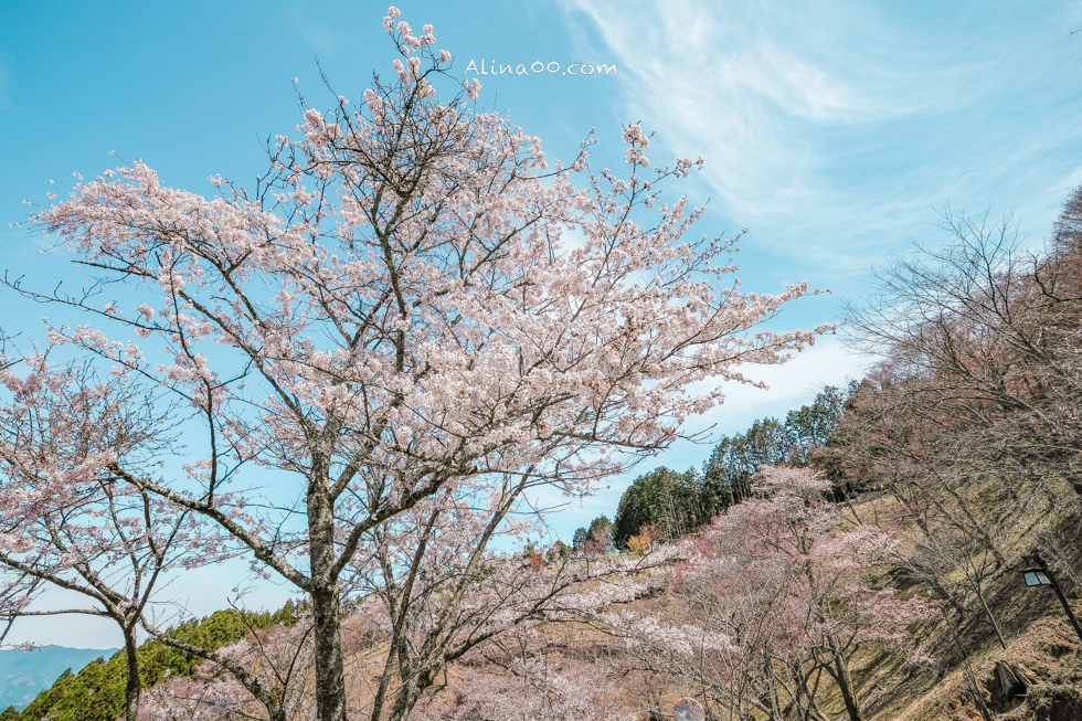 【奈良景點】吉野山-關西賞櫻名所｜千本櫻花樹海世界遺產 @Alina 愛琳娜