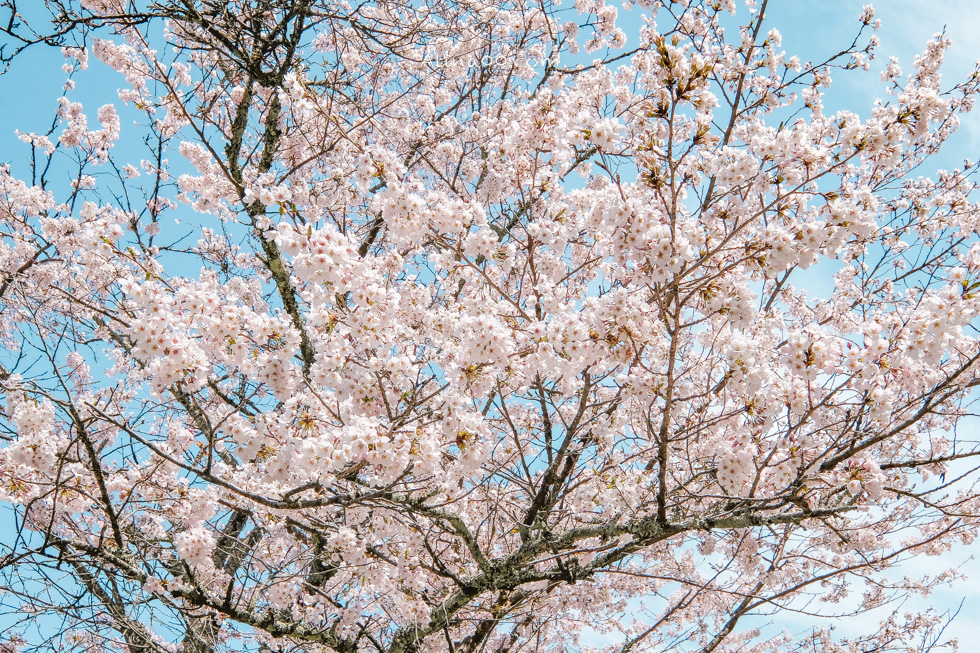 【奈良景點】吉野山-關西賞櫻名所｜千本櫻花樹海世界遺產 @Alina 愛琳娜