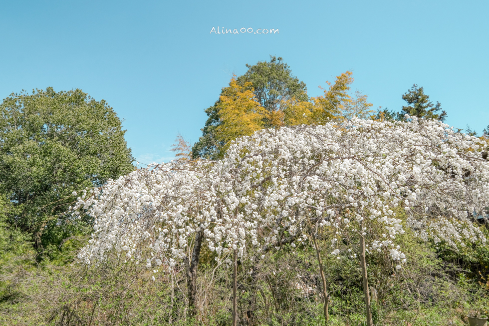 【奈良景點】吉野山-關西賞櫻名所｜千本櫻花樹海世界遺產 @Alina 愛琳娜