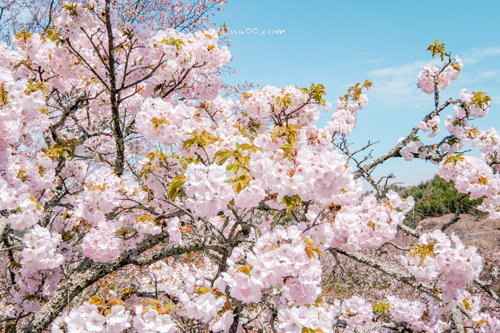 【奈良景點】吉野山-關西賞櫻名所｜千本櫻花樹海世界遺產 @Alina 愛琳娜