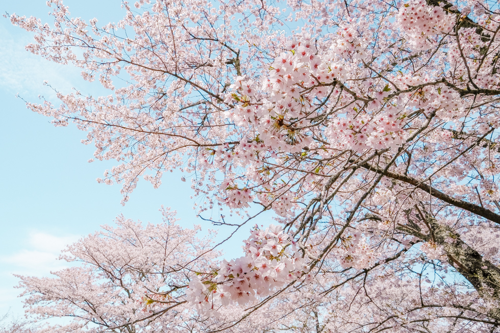 【奈良景點】吉野山-關西賞櫻名所｜千本櫻花樹海世界遺產 @Alina 愛琳娜