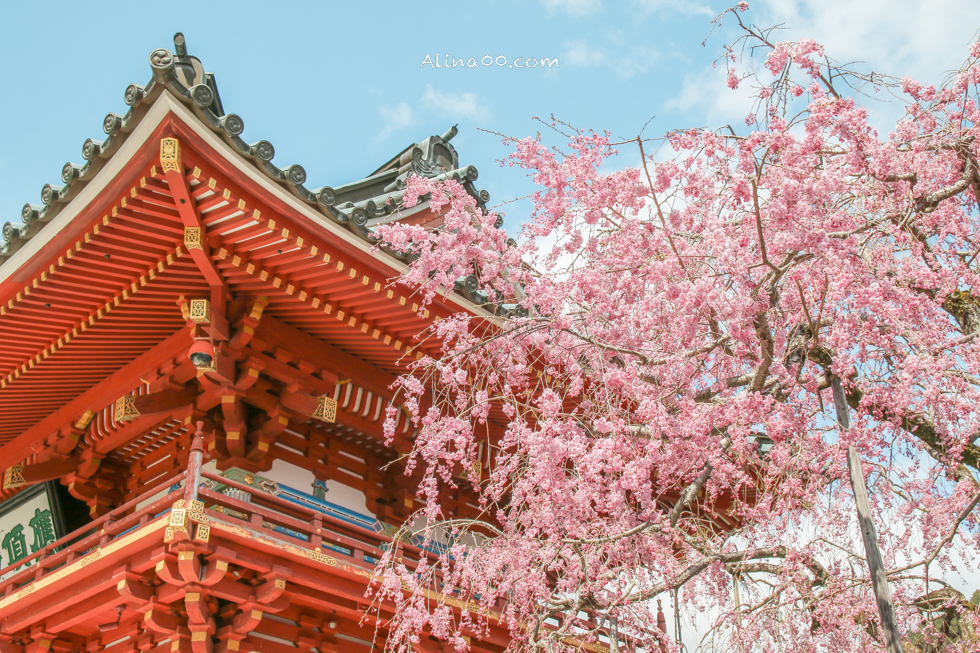【大阪景點】勝尾寺 達摩不倒翁祈福勝利/公車1班直達交通教學 @Alina 愛琳娜 【大阪景點】勝尾寺 達摩不倒翁祈福勝利/公車1班直達交通教學 @Alina 愛琳娜