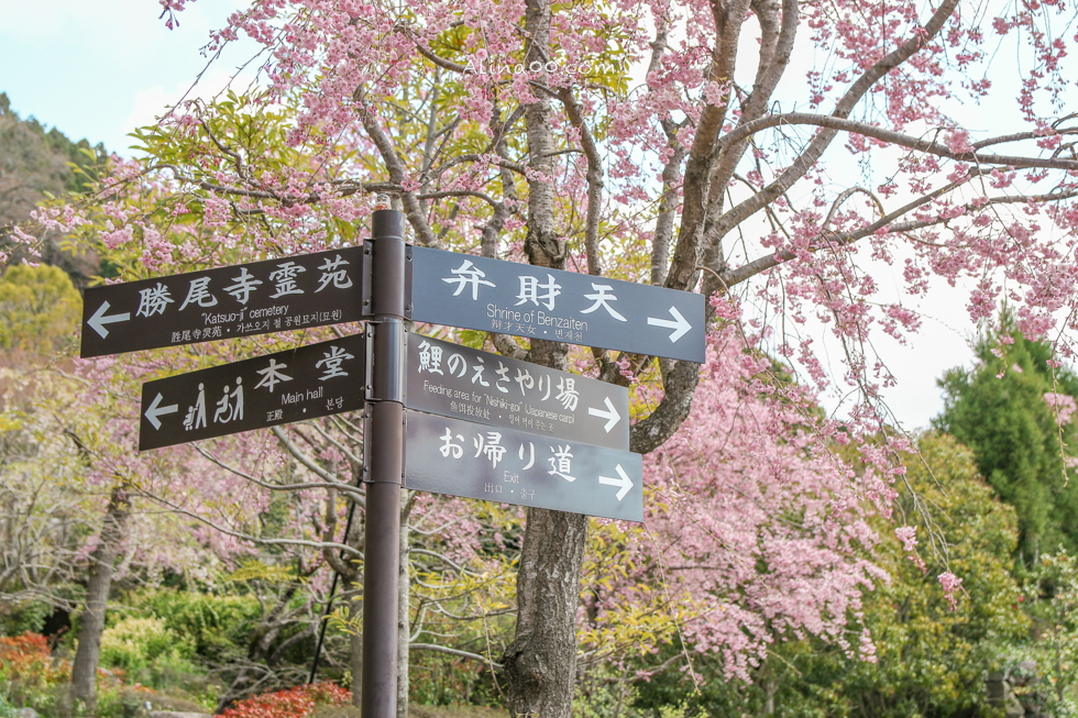 【大阪景點】勝尾寺 達摩不倒翁祈福勝利/公車1班直達交通教學 @Alina 愛琳娜 【大阪景點】勝尾寺 達摩不倒翁祈福勝利/公車1班直達交通教學 @Alina 愛琳娜