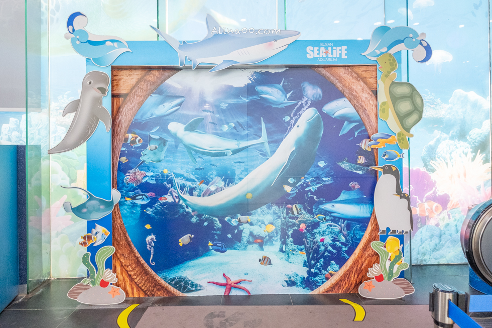 【釜山景點】SEA LIFE 釜山水族館｜海雲台旁的室內海底世界 @Alina 愛琳娜