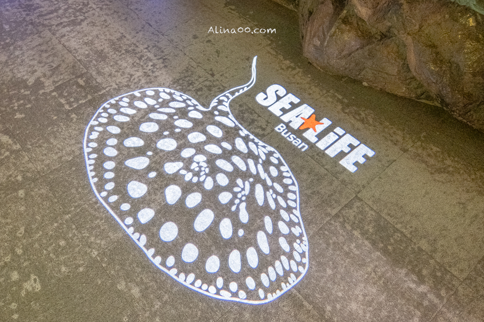 【釜山景點】SEA LIFE 釜山水族館｜海雲台旁的室內海底世界 @Alina 愛琳娜
