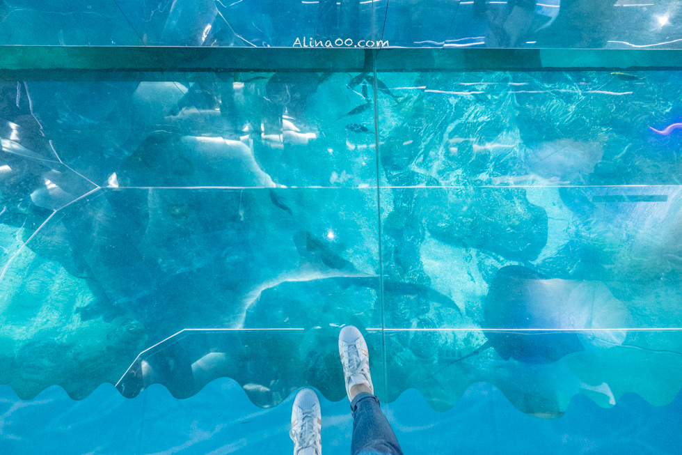 【釜山景點】SEA LIFE 釜山水族館｜海雲台旁的室內海底世界 @Alina 愛琳娜