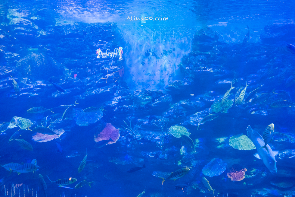 【釜山景點】SEA LIFE 釜山水族館｜海雲台旁的室內海底世界 @Alina 愛琳娜
