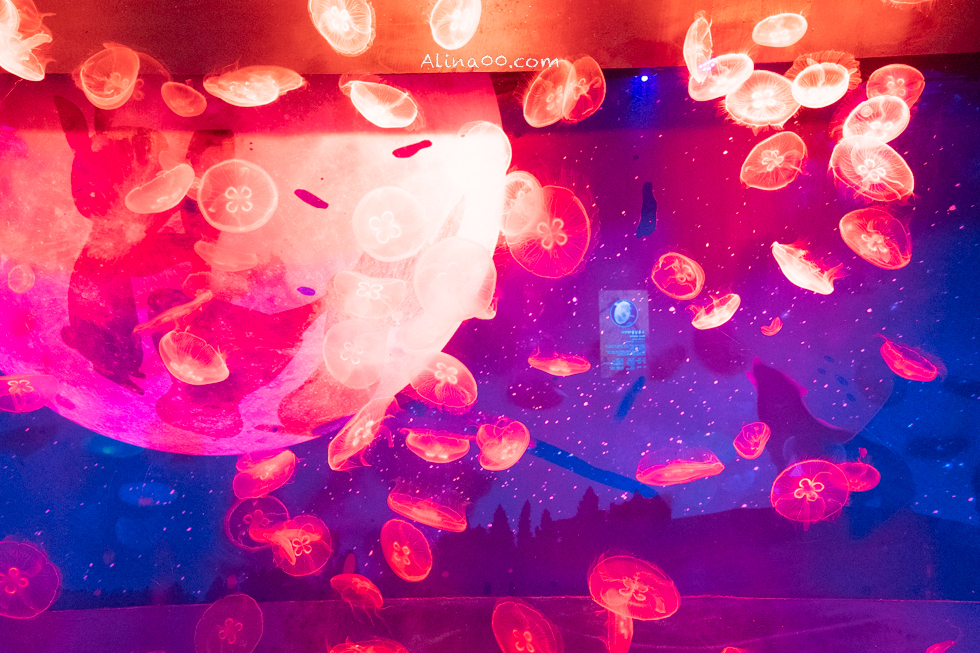 【釜山景點】SEA LIFE 釜山水族館｜海雲台旁的室內海底世界 @Alina 愛琳娜