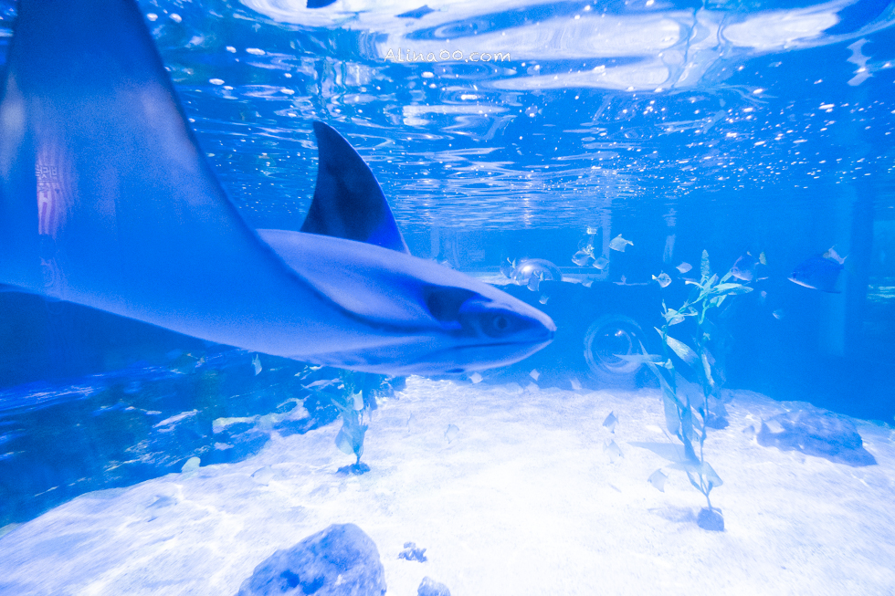 【釜山景點】SEA LIFE 釜山水族館｜海雲台旁的室內海底世界 @Alina 愛琳娜
