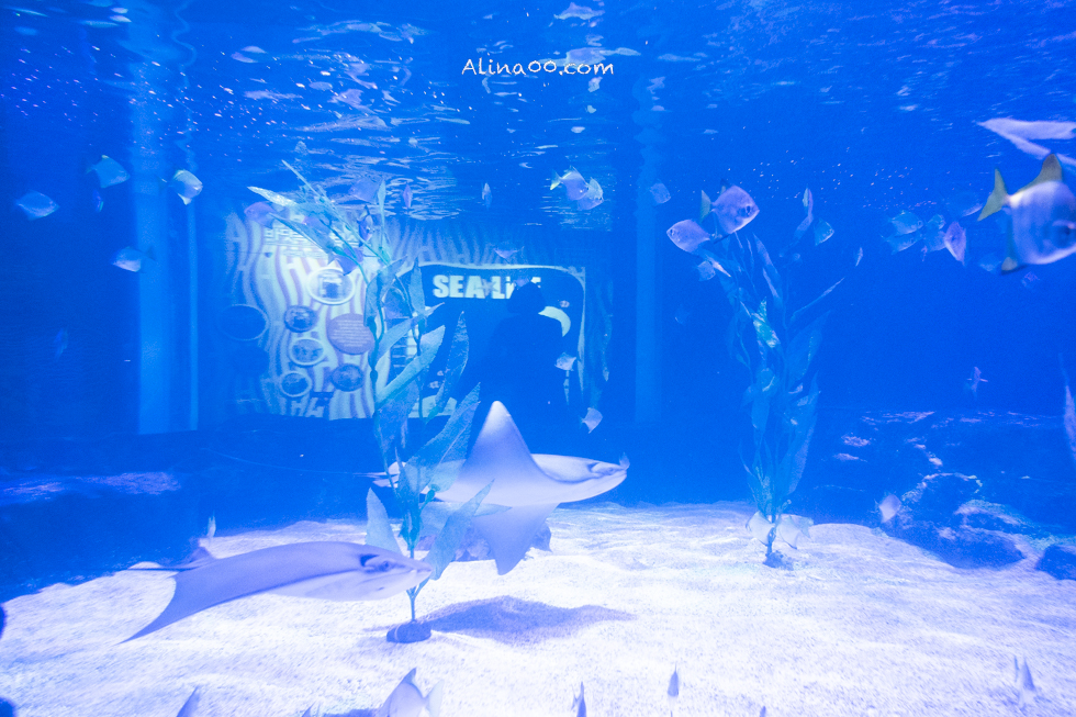 【釜山景點】SEA LIFE 釜山水族館｜海雲台旁的室內海底世界 @Alina 愛琳娜