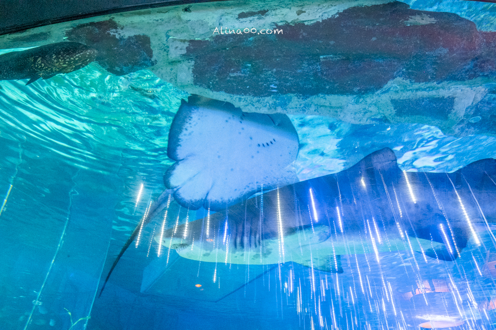 【釜山景點】SEA LIFE 釜山水族館｜海雲台旁的室內海底世界 @Alina 愛琳娜