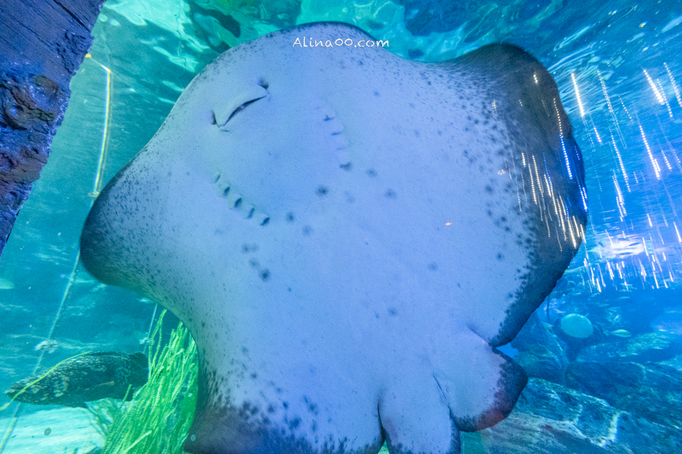 【釜山景點】SEA LIFE 釜山水族館｜海雲台旁的室內海底世界 @Alina 愛琳娜