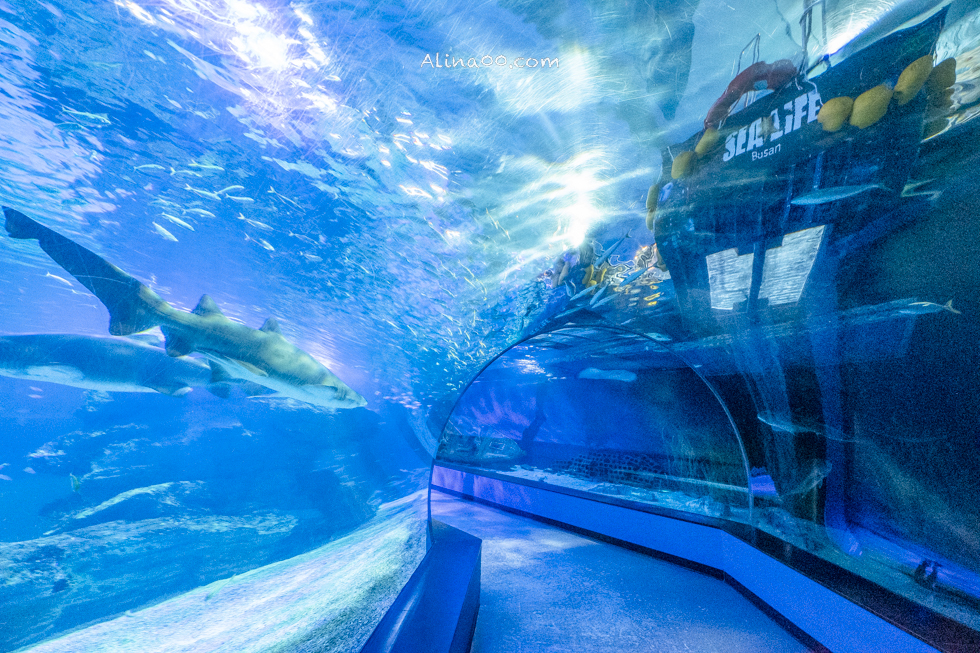 【釜山景點】SEA LIFE 釜山水族館｜海雲台旁的室內海底世界 @Alina 愛琳娜