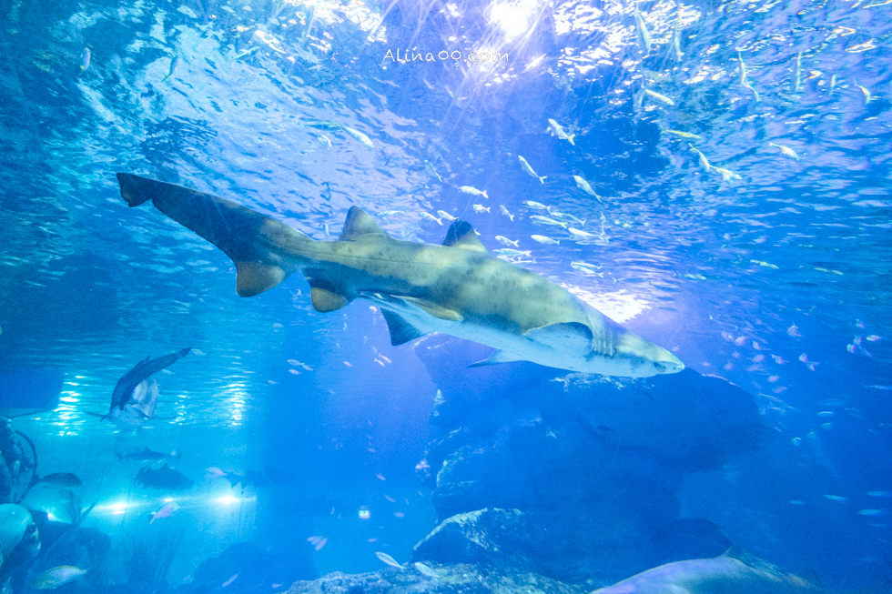【釜山景點】SEA LIFE 釜山水族館｜海雲台旁的室內海底世界 @Alina 愛琳娜