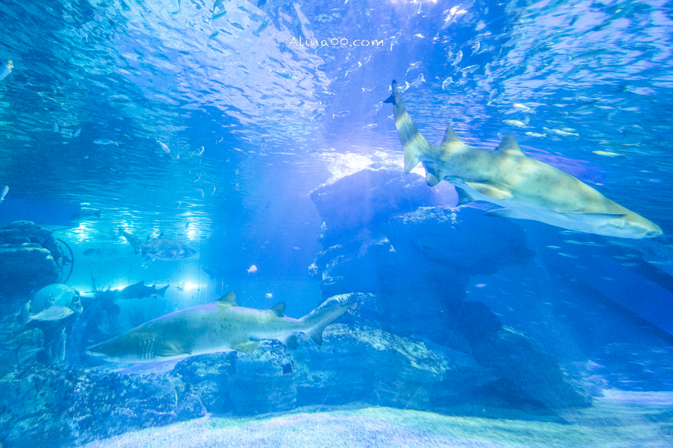 【釜山景點】SEA LIFE 釜山水族館｜海雲台旁的室內海底世界 @Alina 愛琳娜