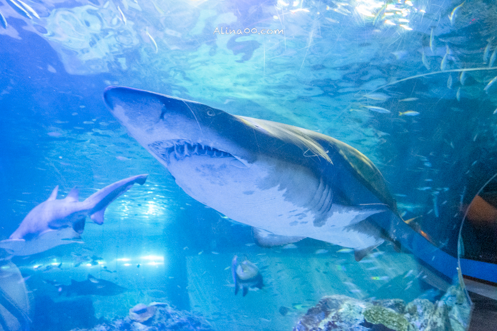 【釜山景點】SEA LIFE 釜山水族館｜海雲台旁的室內海底世界 @Alina 愛琳娜