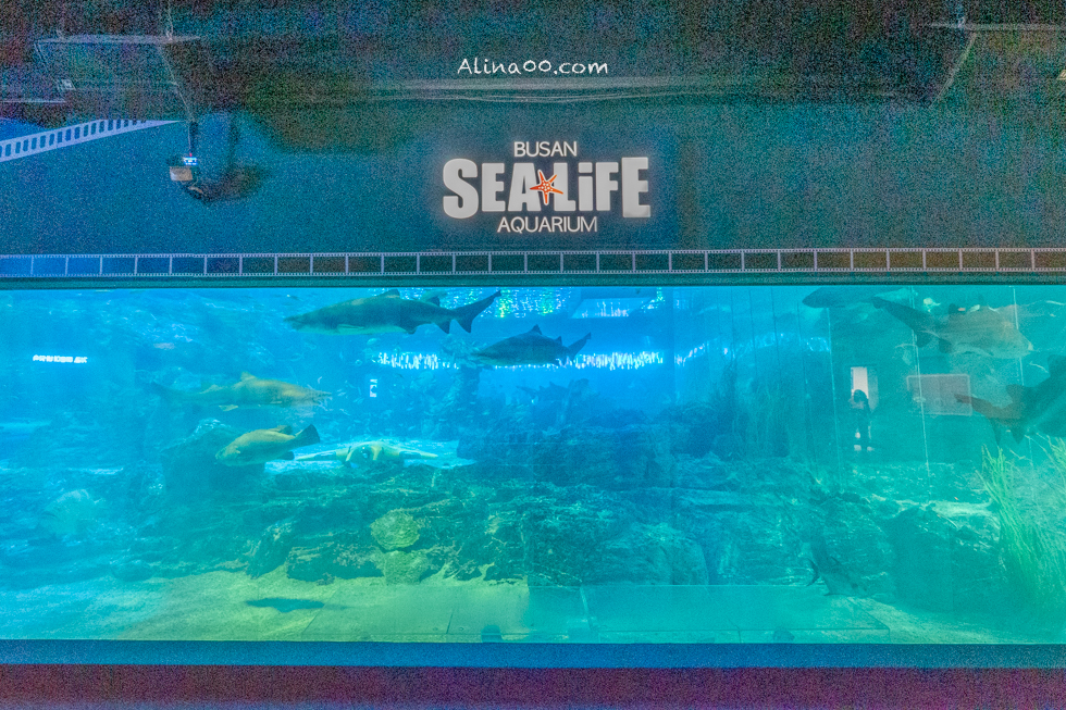 【釜山景點】SEA LIFE 釜山水族館｜海雲台旁的室內海底世界 @Alina 愛琳娜