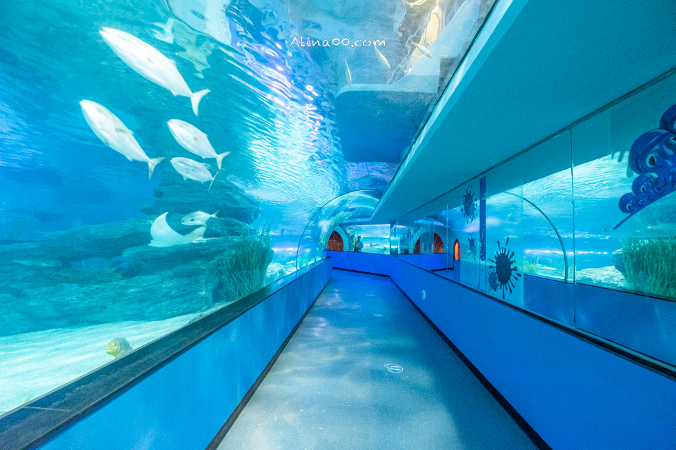 【釜山景點】SEA LIFE 釜山水族館｜海雲台旁的室內海底世界 @Alina 愛琳娜