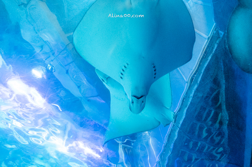 【釜山景點】SEA LIFE 釜山水族館｜海雲台旁的室內海底世界 @Alina 愛琳娜