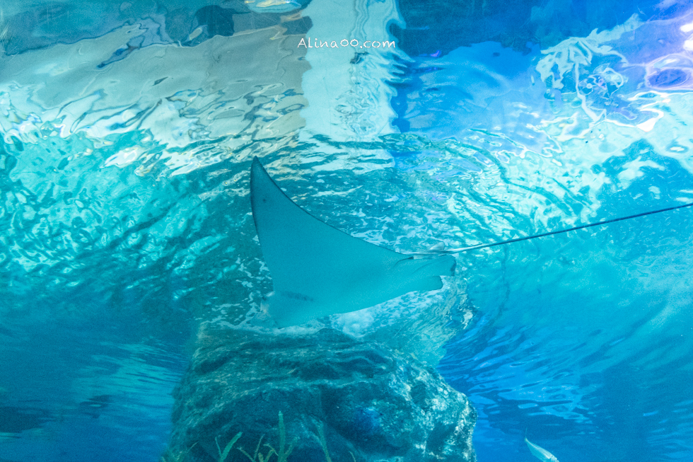 【釜山景點】SEA LIFE 釜山水族館｜海雲台旁的室內海底世界 @Alina 愛琳娜