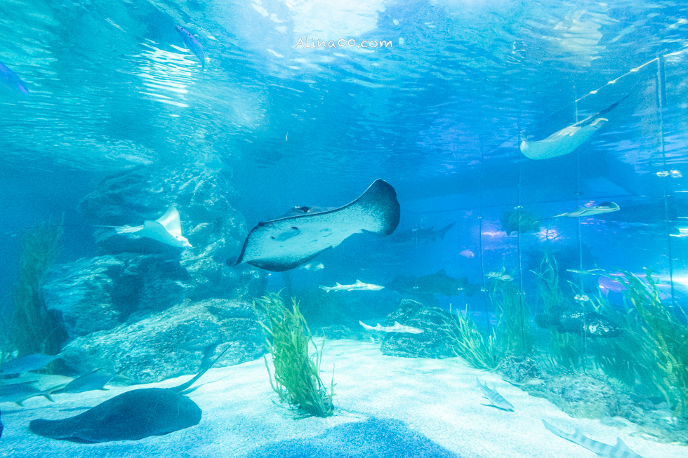 【釜山景點】SEA LIFE 釜山水族館｜海雲台旁的室內海底世界 @Alina 愛琳娜