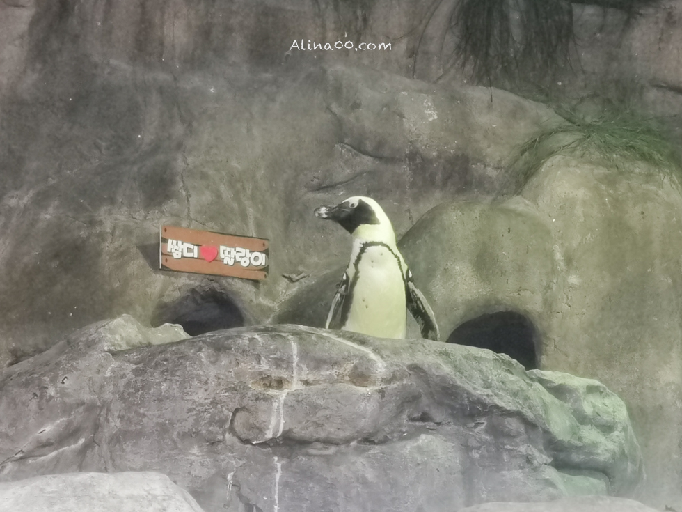 【釜山景點】SEA LIFE 釜山水族館｜海雲台旁的室內海底世界 @Alina 愛琳娜