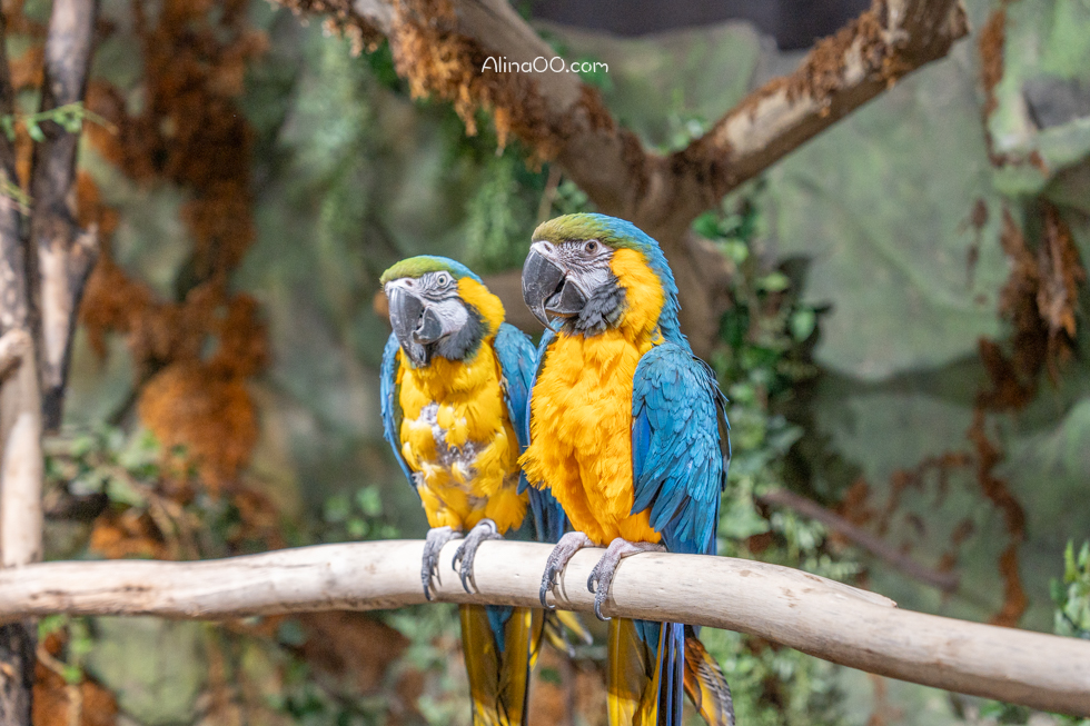 【首爾親子景點】Zoolung Zoolung 首爾室內動物園/兒童互動好玩 @Alina 愛琳娜 【首爾親子景點】Zoolung Zoolung 首爾室內動物園/兒童互動好玩 @Alina 愛琳娜