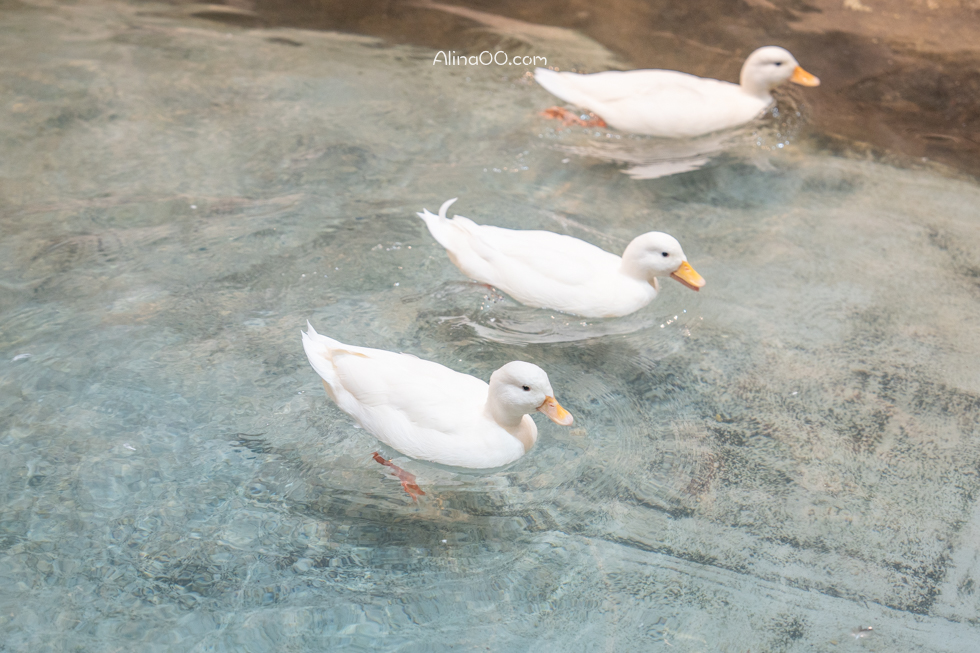 【首爾親子景點】Zoolung Zoolung 首爾室內動物園/兒童互動好玩 @Alina 愛琳娜 【首爾親子景點】Zoolung Zoolung 首爾室內動物園/兒童互動好玩 @Alina 愛琳娜
