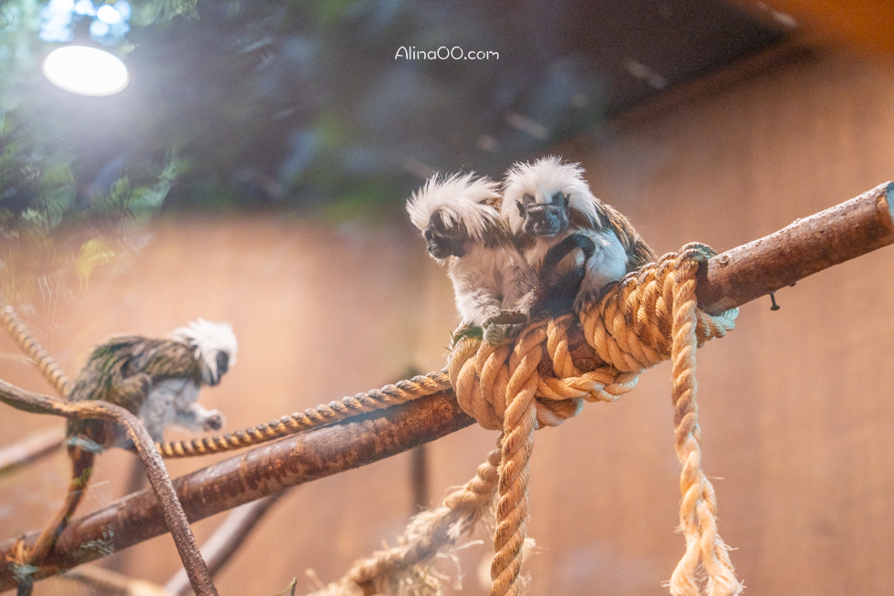 【首爾親子景點】Zoolung Zoolung 首爾室內動物園/兒童互動好玩 @Alina 愛琳娜
