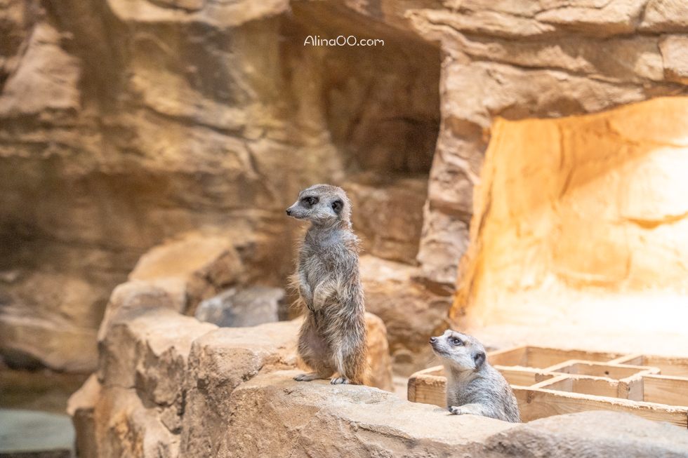 【首爾親子景點】Zoolung Zoolung 首爾室內動物園/兒童互動好玩 @Alina 愛琳娜 【首爾親子景點】Zoolung Zoolung 首爾室內動物園/兒童互動好玩 @Alina 愛琳娜