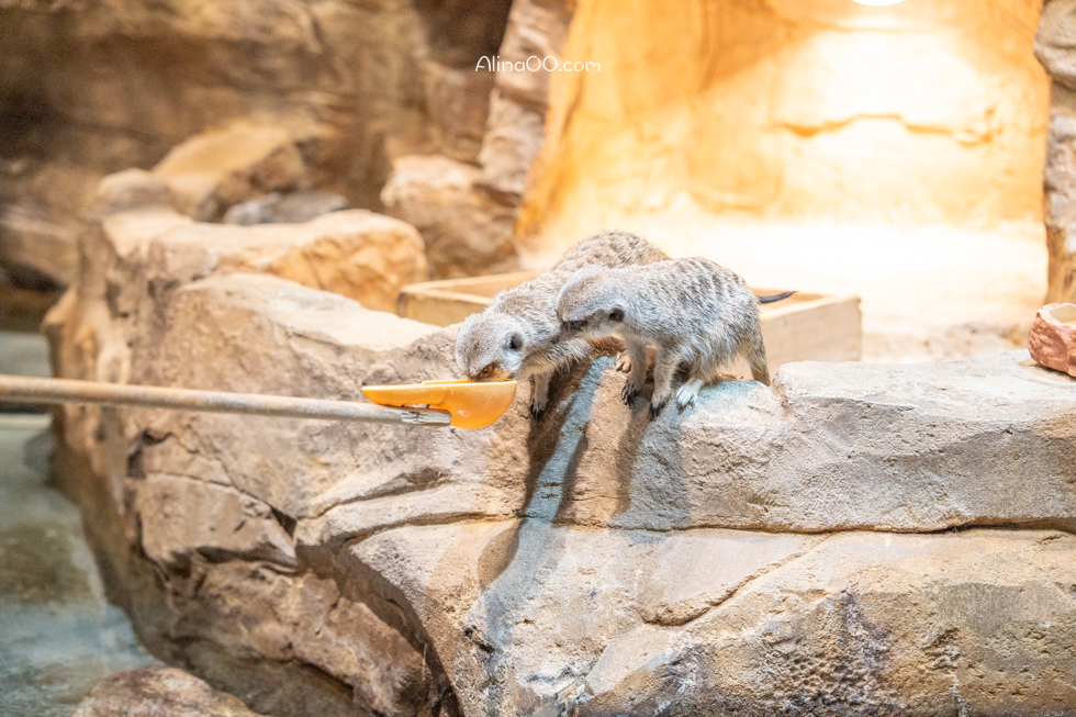 【首爾親子景點】Zoolung Zoolung 首爾室內動物園/兒童互動好玩 @Alina 愛琳娜 【首爾親子景點】Zoolung Zoolung 首爾室內動物園/兒童互動好玩 @Alina 愛琳娜