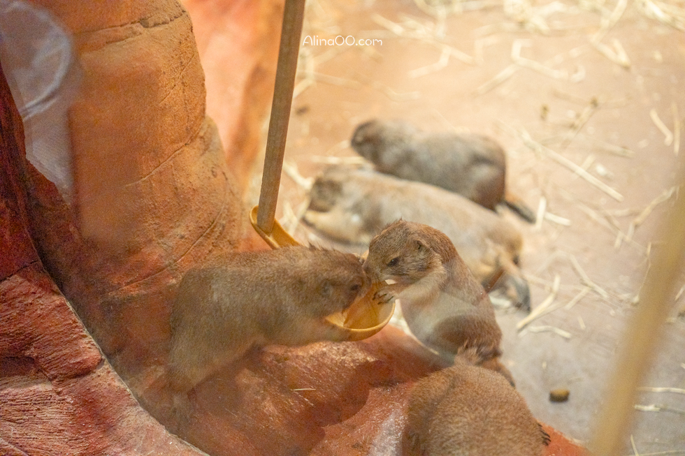 【首爾親子景點】Zoolung Zoolung 首爾室內動物園/兒童互動好玩 @Alina 愛琳娜 【首爾親子景點】Zoolung Zoolung 首爾室內動物園/兒童互動好玩 @Alina 愛琳娜