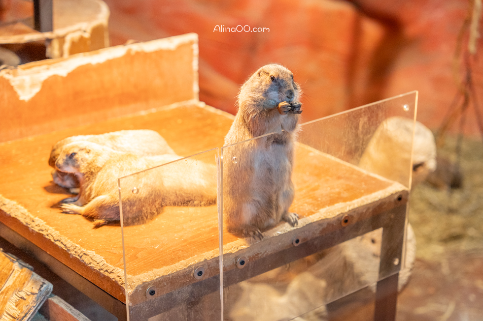 【首爾親子景點】Zoolung Zoolung 首爾室內動物園/兒童互動好玩 @Alina 愛琳娜 【首爾親子景點】Zoolung Zoolung 首爾室內動物園/兒童互動好玩 @Alina 愛琳娜
