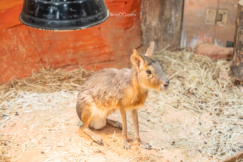 【首爾親子景點】Zoolung Zoolung 首爾室內動物園/兒童互動好玩 @Alina 愛琳娜 【首爾親子景點】Zoolung Zoolung 首爾室內動物園/兒童互動好玩 @Alina 愛琳娜
