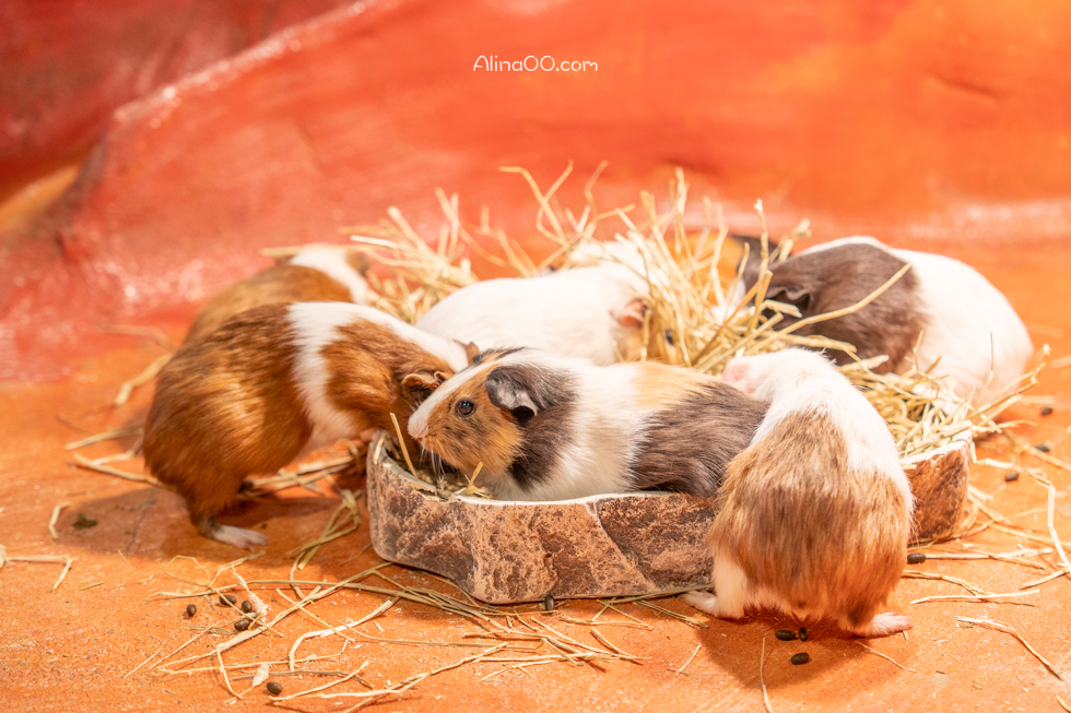 【首爾親子景點】Zoolung Zoolung 首爾室內動物園/兒童互動好玩 @Alina 愛琳娜 【首爾親子景點】Zoolung Zoolung 首爾室內動物園/兒童互動好玩 @Alina 愛琳娜