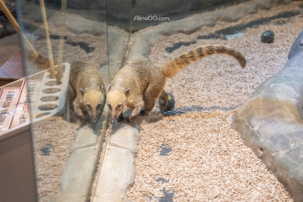 【首爾親子景點】Zoolung Zoolung 首爾室內動物園/兒童互動好玩 @Alina 愛琳娜