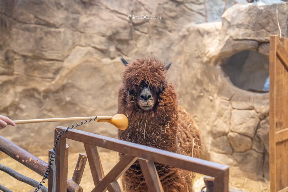 【首爾親子景點】Zoolung Zoolung 首爾室內動物園/兒童互動好玩 @Alina 愛琳娜 【首爾親子景點】Zoolung Zoolung 首爾室內動物園/兒童互動好玩 @Alina 愛琳娜