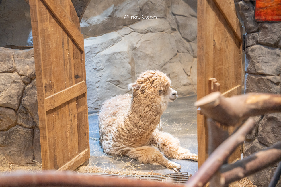 【首爾親子景點】Zoolung Zoolung 首爾室內動物園/兒童互動好玩 @Alina 愛琳娜 【首爾親子景點】Zoolung Zoolung 首爾室內動物園/兒童互動好玩 @Alina 愛琳娜