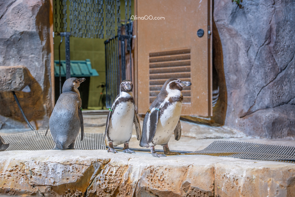 【首爾親子景點】Zoolung Zoolung 首爾室內動物園/兒童互動好玩 @Alina 愛琳娜 【首爾親子景點】Zoolung Zoolung 首爾室內動物園/兒童互動好玩 @Alina 愛琳娜
