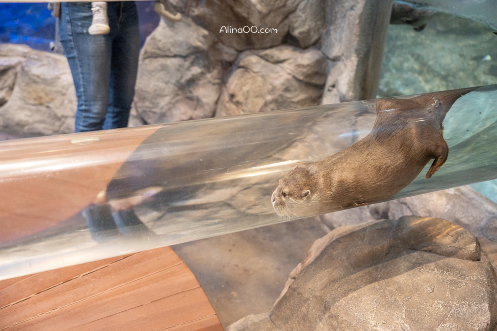 【首爾親子景點】Zoolung Zoolung 首爾室內動物園/兒童互動好玩 @Alina 愛琳娜