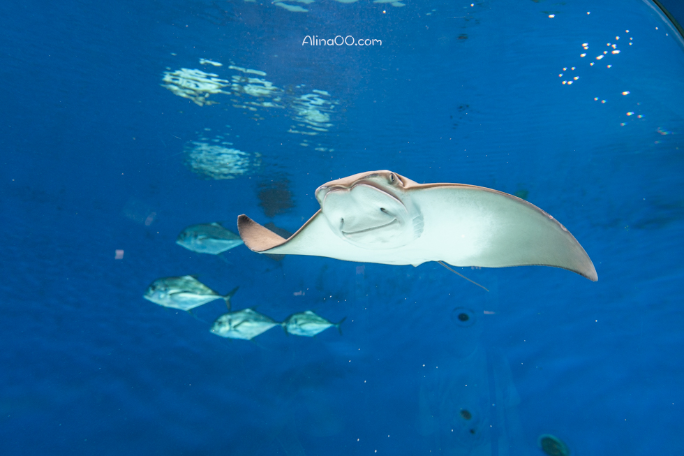 【桃園景點】XPARK水族館/13展區導覽/購票優惠/表演時間全攻略 @Alina 愛琳娜
