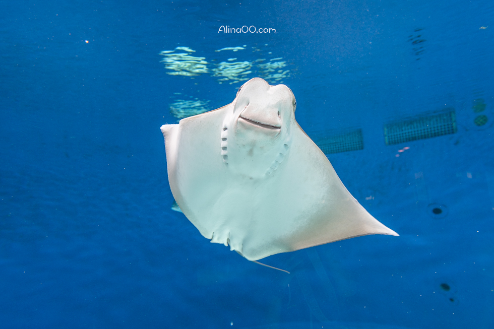 【桃園景點】XPARK水族館/13展區導覽/購票優惠/表演時間全攻略 @Alina 愛琳娜