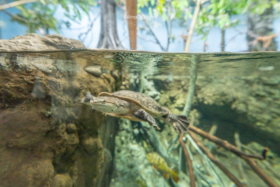 【桃園景點】XPARK水族館/13展區導覽/購票優惠/表演時間全攻略 @Alina 愛琳娜