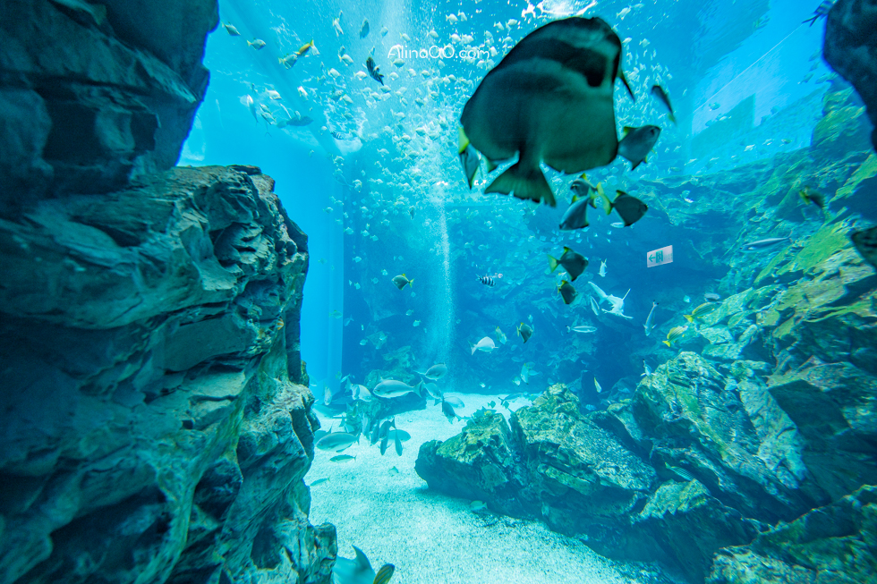 【桃園景點】XPARK水族館/13展區導覽/購票優惠/表演時間全攻略 @Alina 愛琳娜