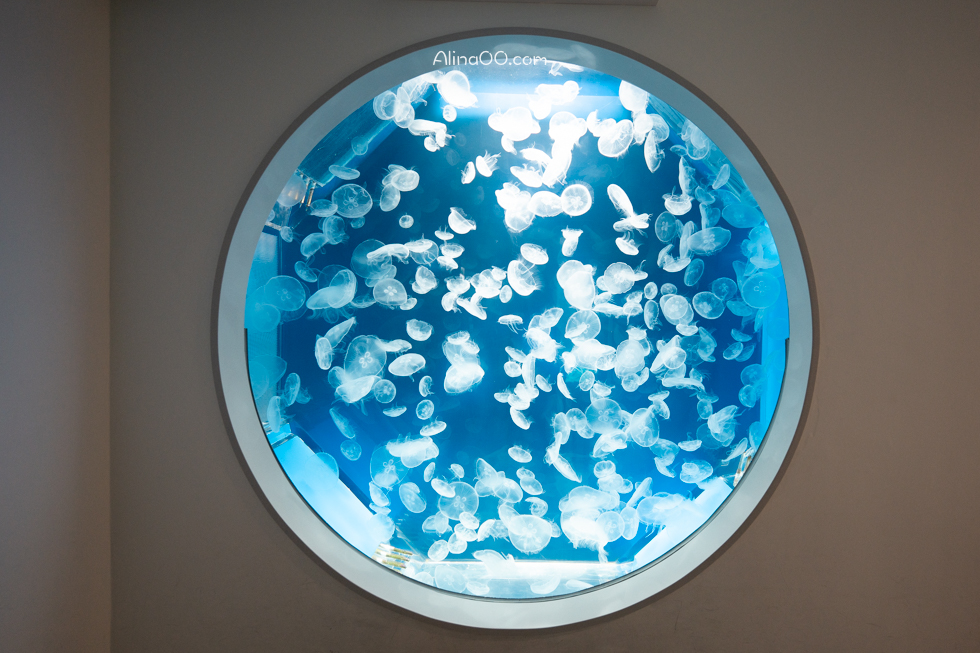 【桃園景點】XPARK水族館/13展區導覽/購票優惠/表演時間全攻略 @Alina 愛琳娜