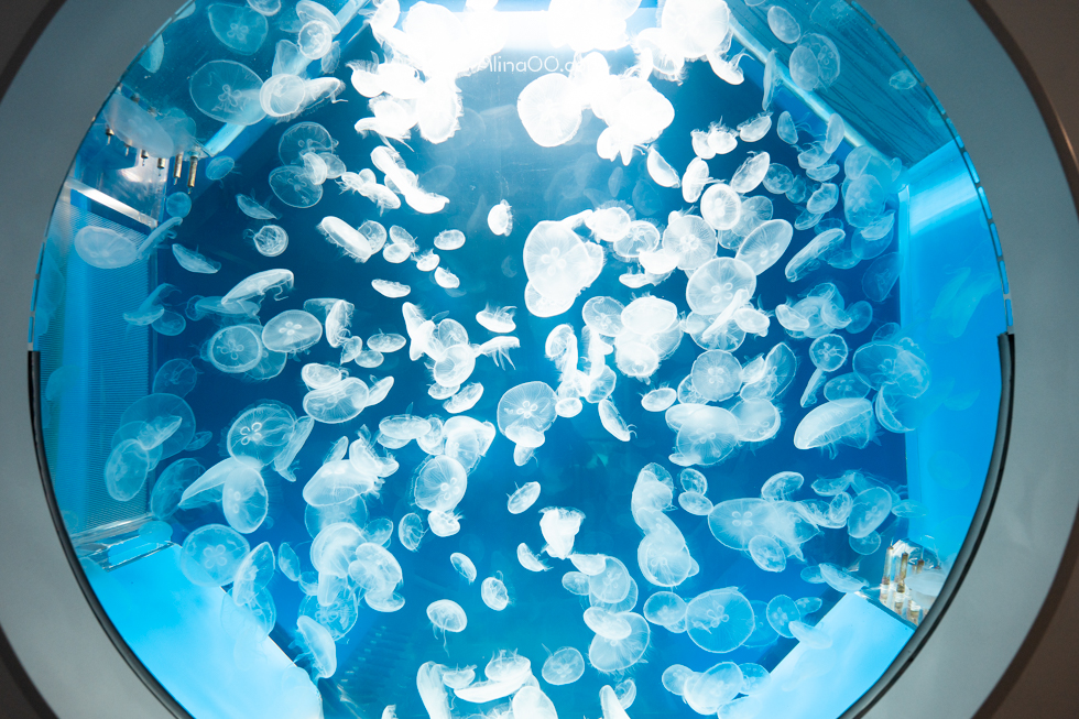 【桃園景點】XPARK水族館/13展區導覽/購票優惠/表演時間全攻略 @Alina 愛琳娜