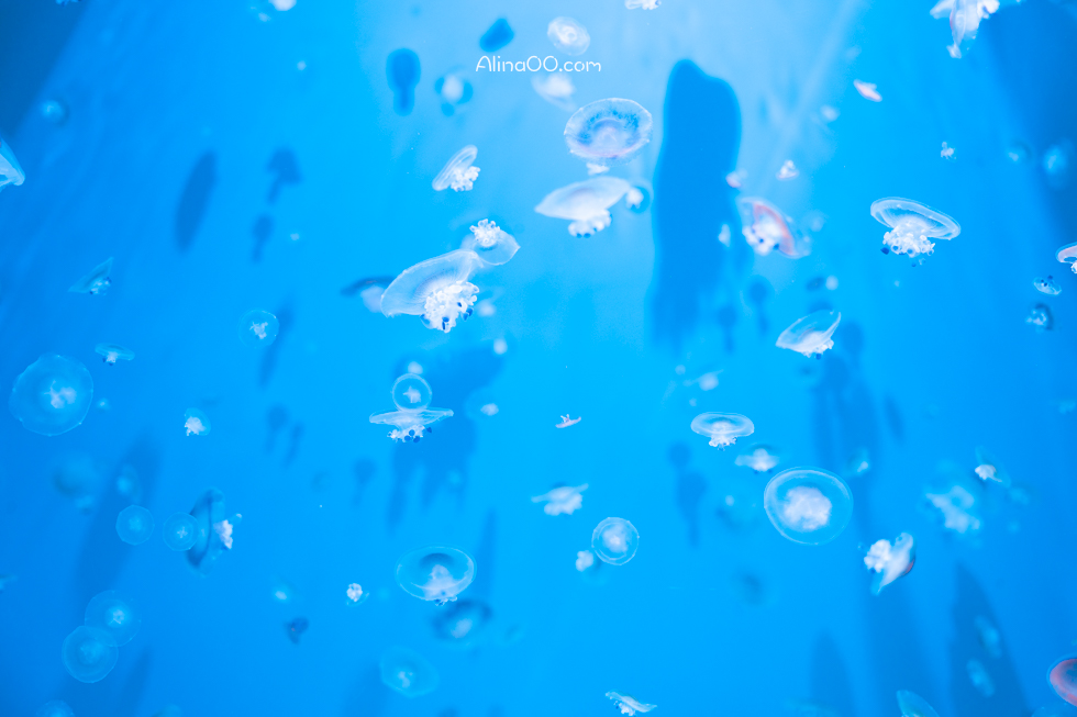 【桃園景點】XPARK水族館/13展區導覽/購票優惠/表演時間全攻略 @Alina 愛琳娜