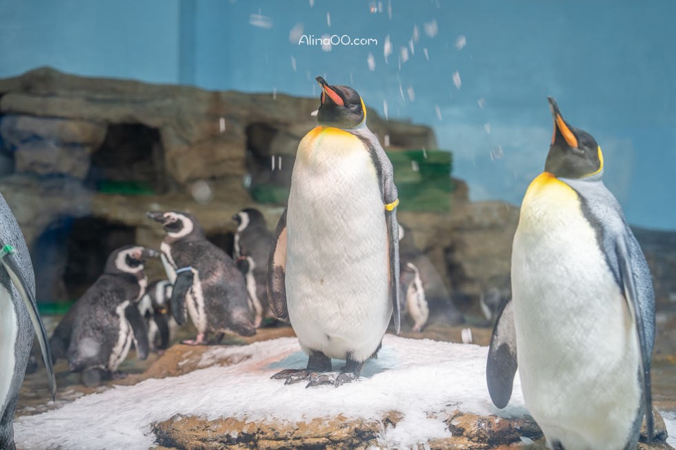 【桃園景點】XPARK水族館/13展區導覽/購票優惠/表演時間全攻略 @Alina 愛琳娜