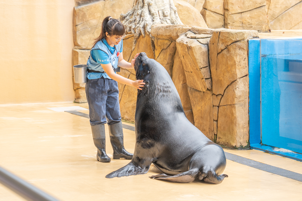 【桃園景點】XPARK水族館/13展區導覽/購票優惠/表演時間全攻略 @Alina 愛琳娜
