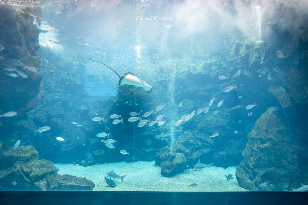【桃園景點】XPARK水族館/13展區導覽/購票優惠/表演時間全攻略 @Alina 愛琳娜